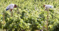 Las rutas del vino en Granada que no te puedes perder: visitar bodegas en plena temporada
