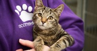 Scottish SPCA balloted over strike action after 'years of pay neglect'