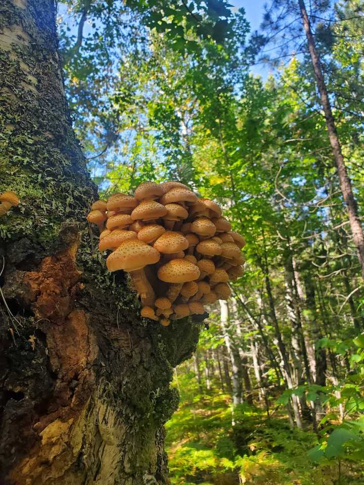 Michigan is home to 2,500 mushrooms. Here’s 6 fungi to forage in Pictured Rocks