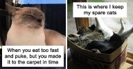 48 Funny Cat Jokes Created By People Clearly Living With One