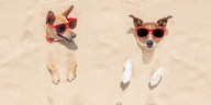 Dogs allowed back on Hilton Head beaches