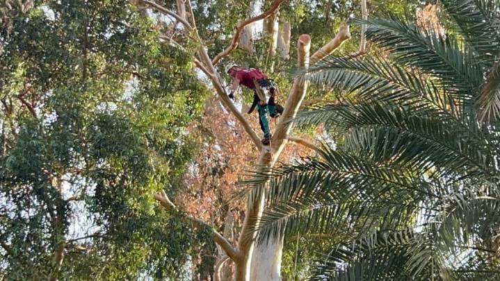 El Gran Capitán, el árbol más grande de Sevilla, sometido a una arriesgada operación para evitar un accidente