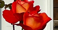 This is not a dahlia