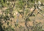 FOTO: Avistan cocodrilo en la playa de Boca de Tomatlán este fin de semana
