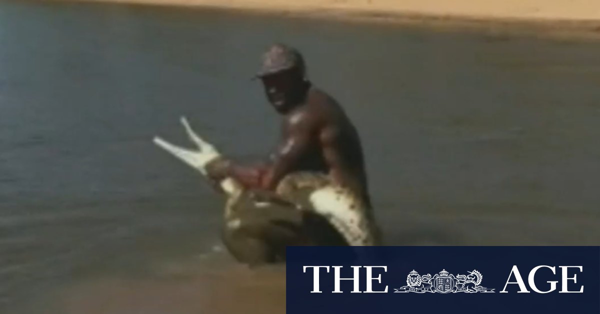 Authorities investigate video of influencer grabbing a croc