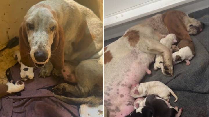 Texas Rescuers Were Shocked To Discover This Stray Mama Dog Who Had To Give Birth In Pouring Rain