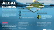 Largest algal bloom in 40 years discovered in Hudson River. See where