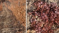 La bodega de A Ribeira Sacra más lastimada por el fuego: "Hemos decidido no vendimiar este año"