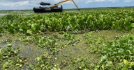 Corpamag avanza con pruebas piloto de remociòn mecànica y manual de la hydrilla en la Ciènaga Grande de Santa Marta