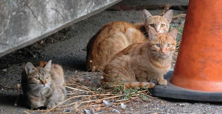 New Jersey Man Used Tuna Fish Cans Tu Lure Stray Cats And Kill Them: Prosecutors