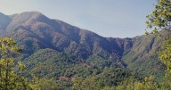 Estudio: Bosque mediterráneo chileno está al borde del colapso