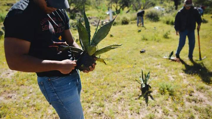 Un ritual verde: colectivos e instituciones reforestaron la Cañada del Lobo