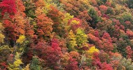 Why fall colours in Ontario might be duller this year