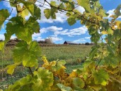 Finger Lakes gives this ‘wine guy’ from the Philly burbs a site to fulfill his dream