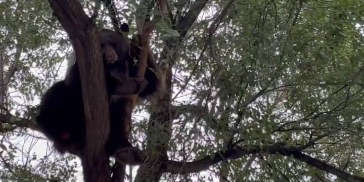 Bear rescued after car crash in Colorado Springs