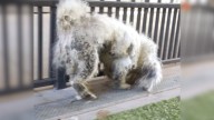 Matted Dog From Arizona Stunned Rescuers With His Appearance After They Removed Pound Of Fur