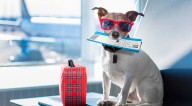 Perros y gatos ahora podrán viajar al extranjero con plataforma digital de SENASA: conoce el paso a paso