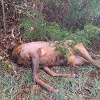 Man who illegally killed Missouri bull elk is fined $10,000