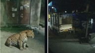 Leopard spotted in Lucknow? Akhilesh Yadav posts pic, forest officials suspect AI