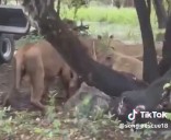 VIDEO MUY FUERTE: Cuidador es devorado por leones en Tailandia