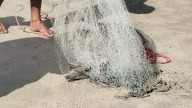 Pescador atrapa cocodrilo con atarraya en Playa Miramar y causa sorpresa entre los bañistas