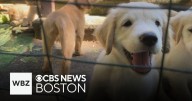 Puppies rescued from animal cruelty case now up for adoption in Sturbridge