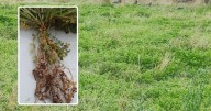 Why is rhizobia so crucial for legume production? 