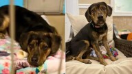 Connecticut Pup’s Heart Breaks After Family Adopts Him, Then Brings Him Back To Shelter