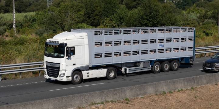 Senasa unifica y refuerza la habilitación sanitaria del transporte animal