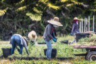 Florida encuentra en Brasil y México aliados para paliar su crisis de naranjas