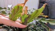 Secreto viverista: cuándo es el mejor momento para cortar las hojas amarillas de tus plantas