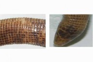 CORRIENTES! Desde la UNNE revelan una especie de reptiles que habitan bajo tierra