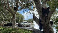 Bear believed to be hit by vehicle near Florida Mall expected to recover, officials say