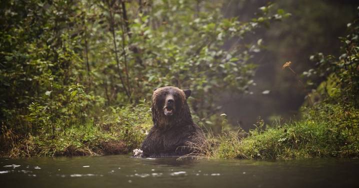 2 charged in killing of Texada Island grizzly bear: officials