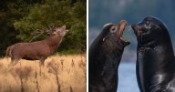From Playful To Powerful: 50 Animal Photos Voted Best By The Crowd