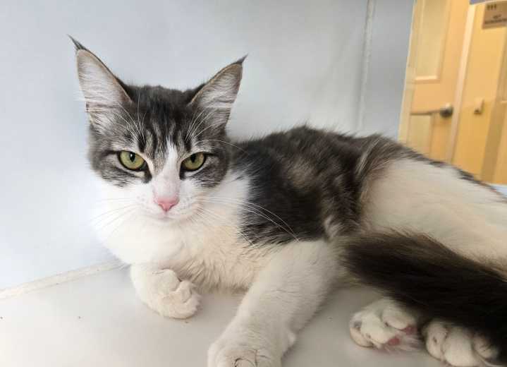 This week’s Galveston County Animal Resource Center Pets of the Week are Marigold and Rogue.