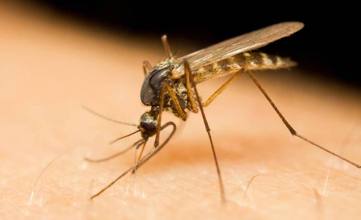 City urged to bite on new mosquito fogging plan — even if price tag stings – Winnipeg Free Press