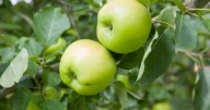 UK households with apple trees in garden could attract 'epidemic' sweeping England