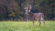 City of Pittsburgh expands Deer Management Program for 2025