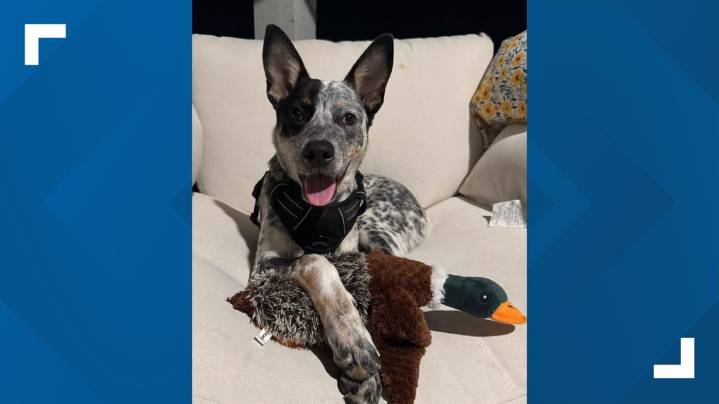 Dog rescued from animal cruelty case adopted by Lacy Lakeview Police Officer