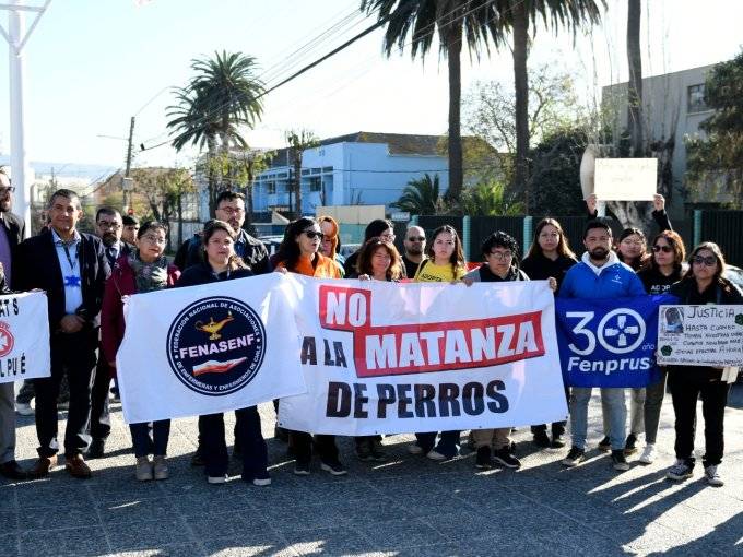 Diputada Marzán y director del Hospital de Quilpué se querellan por muerte de «Negrito», perro comunitario baleado por detective