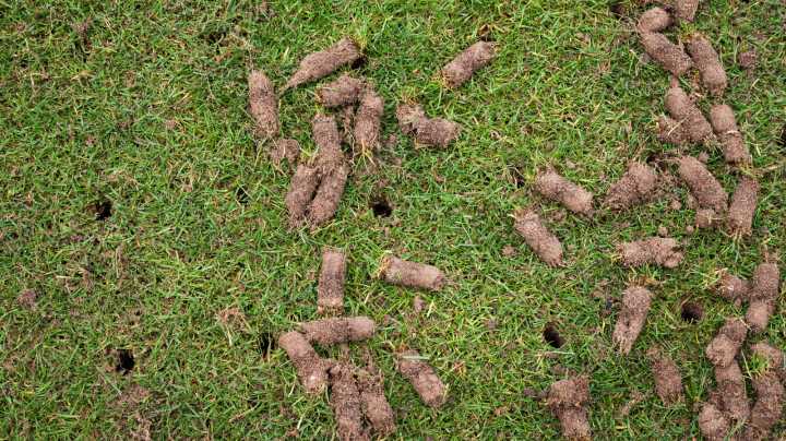 The Biggest Benefit Of Aerating Your Lawn In Fall For More Lush, Greener Grass