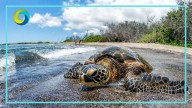 Afecta sargazo a tortugas marinas de Akumal