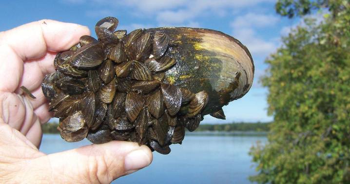Zebra mussel larvae found in Lake Gervais, Spoon Lake