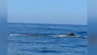 Sperm whales make rare appearance off San Diego coast