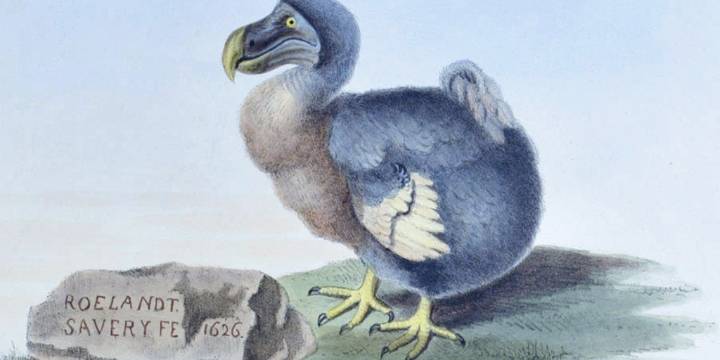 Luego de estar extinto por 300 años, el dodo volvería a los bosques del Índico gracias a una iniciativa genética