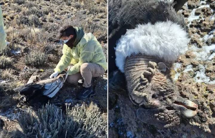 Encuentran muerto en Río Negro a un cóndor que había sido liberado tres años atrás