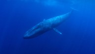 52-Hertz Whale: The World’s "Loneliest" Whale May Not Be As Lonely As We Thought