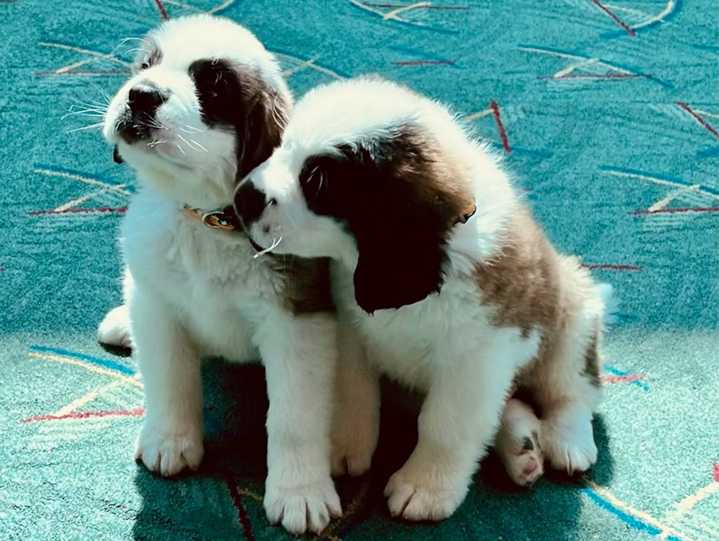 Puppy alert: Timberline introduces new St. Bernards