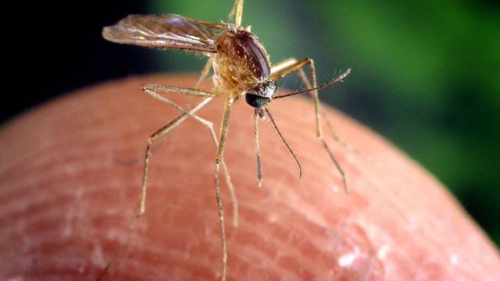 Muere un hombre de 77 años en Don Benito: primera víctima del virus del Nilo en España